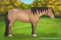 Horse Color:Sable Champagne 