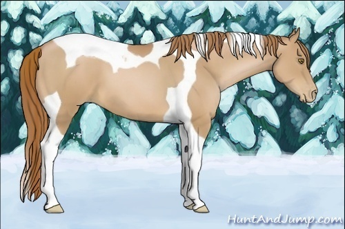 Horse Color:Chestnut Pearl Tobiano 