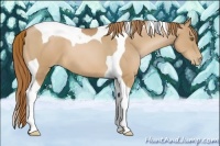 Horse Color:Chestnut Pearl Tobiano 