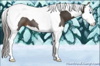 Horse Color:Liver Chestnut Splash Tobiano 