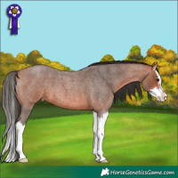 Horse Color:Bay Roan Splash