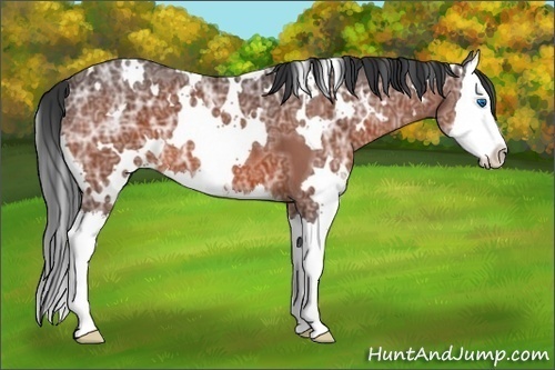 Horse Color:White Spotted Bay Ice Splash