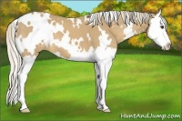 Horse Color:White Spotted Palomino Splash