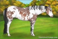 Horse Color:White Spotted Bay Ice Sabino