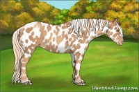 Horse Color:Gold Champagne Appaloosa