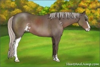Horse Color:Silver Black Sabino 
