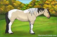 Horse Color:Buckskin Roan Dun Tobiano