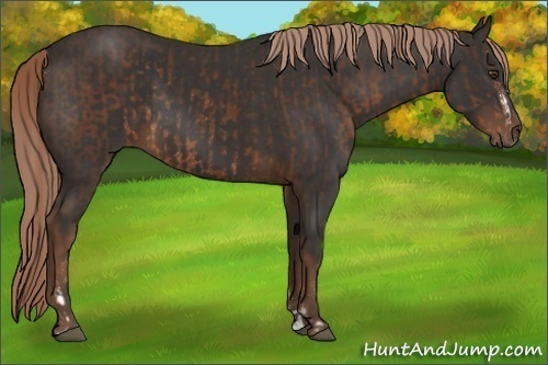 Horse Color:Liver Chestnut Sabino Rabicano and Liver Chestnut Sabino