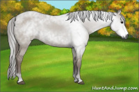 Horse Color:Gray Grullo Rabicano