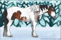 Horse Color:Brown Sabino Tobiano 