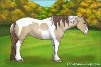 Horse Color:Grullo Pearl Sabino Tobiano
