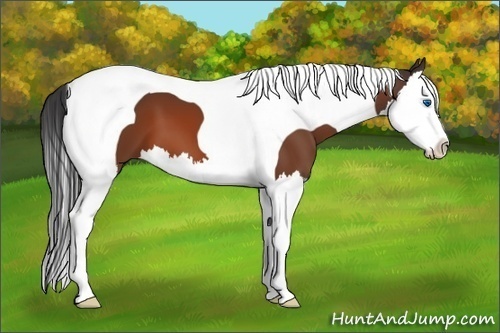 Horse Color:Unknown 