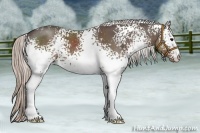 Horse Color:White Spotted Silver Black 