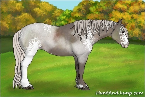 Horse Color:White Spotted Silver Black Sabino 
