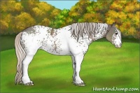 Horse Color:White Spotted Silver Black 