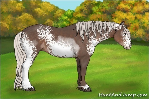 Horse Color:White Spotted Silver Black 
