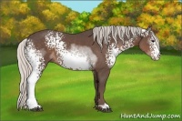 Horse Color:White Spotted Silver Black