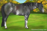 Horse Color:White Spotted Black