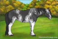 Horse Color:White Spotted Black 