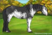 Horse Color:White Spotted Black Rabicano 