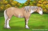 Horse Color:Silver Sable Champagne Sabino