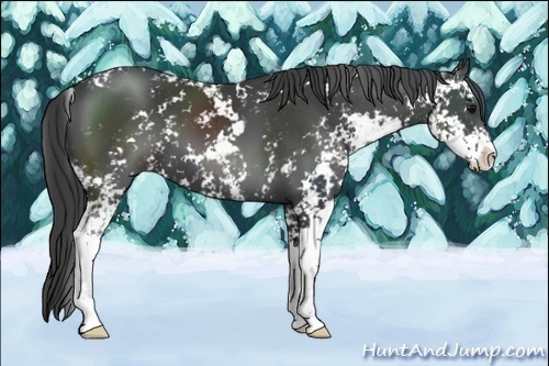 Horse Color:Black Sabino