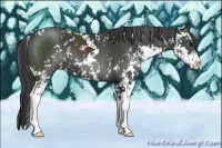 Horse Color:Black Sabino