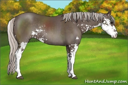 Horse Color:Silver Black Sabino Rabicano 