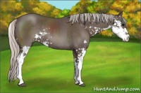 Horse Color:Silver Black Sabino Rabicano 