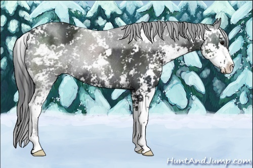 Horse Color:Black Sabino Rabicano 