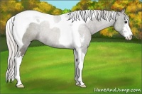 Horse Color:Silver Black Sabino Tobiano Rabicano