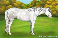 Horse Color:Silver Black Sabino Rabicano 