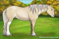 Horse Color:Silver Grullo Pearl Sabino Rabicano