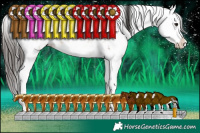 Horse Color:Brown Dun Sabino Splash 