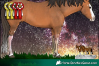 Horse Color:White Spotted Bay Splash 