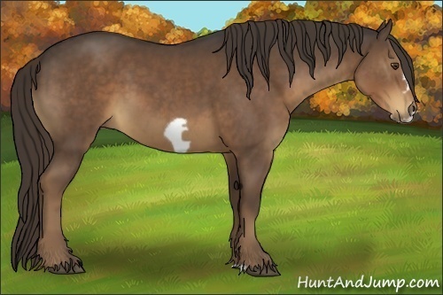 Horse Color:Liver Chestnut Frame 