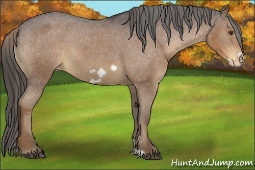Horse Color:Liver Chestnut Frame Varnish 