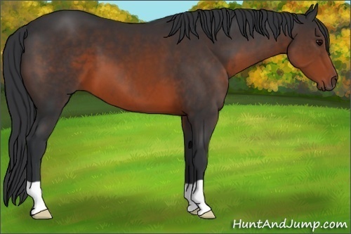 Horse Color:Brown 