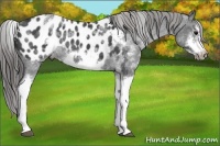 Horse Color:White Spotted Blue Roan Splash Frame Appaloosa 