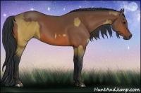 Horse Color:Buckskin and Bay