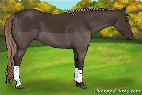 Horse Color:Liver Chestnut Frame 