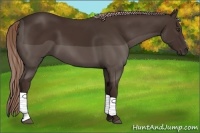 Horse Color:Liver Chestnut Frame 
