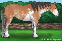 Horse Color:Bay Sabino 