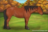 Horse Color:Bay Roan 