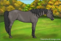 Horse Color:Grullo 