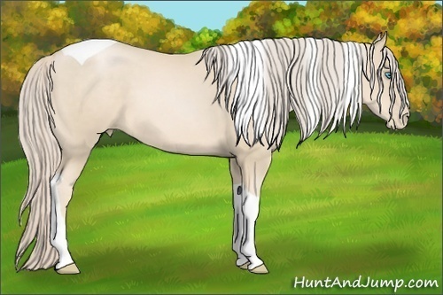 Horse Color:Palomino Pearl Tobiano 
