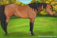 Horse Color:Bay and Bay