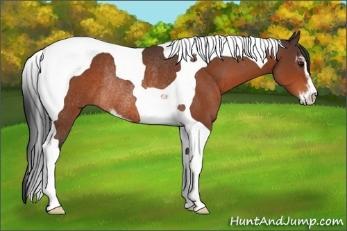 Horse Color:Bay Sabino Tobiano Rabicano