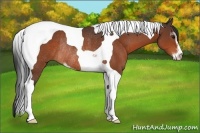Horse Color:Bay Sabino Tobiano Rabicano 