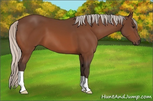 Horse Color:Silver Bay 